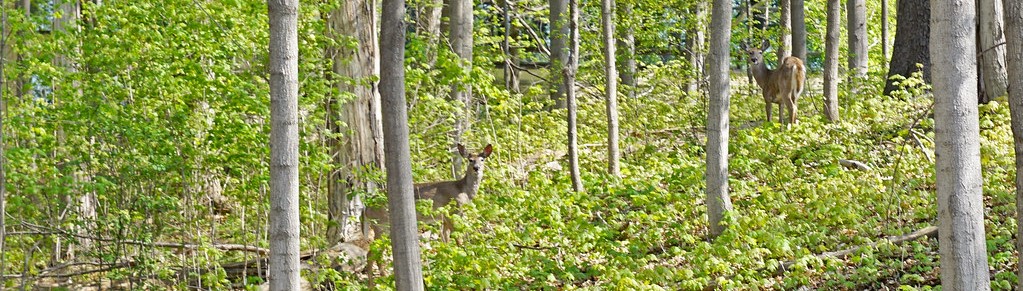 deer grazing in a forest on campus grounds